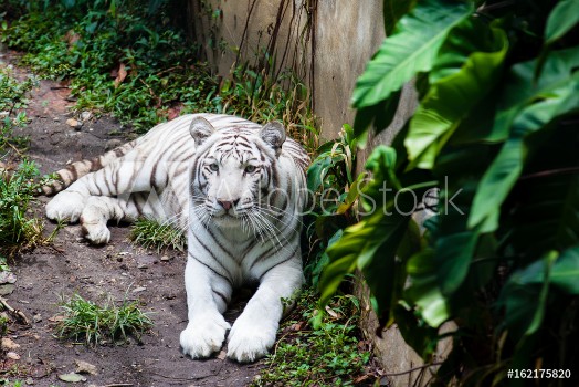 Picture of White tiger Panthera tigris tigris in captivity